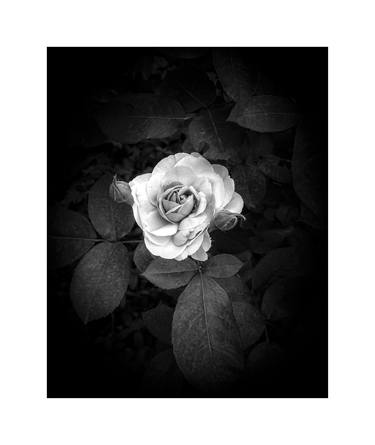 Rose on dark background (film) thumb