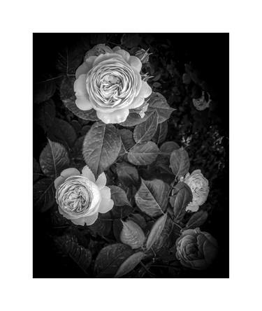 Roses and buds on dark background (film) thumb