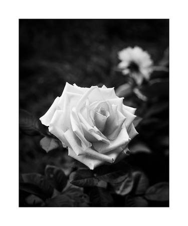 Rose flowers on dark background (film) thumb