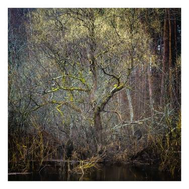 Print of Botanic Photography by Yury Melnikov