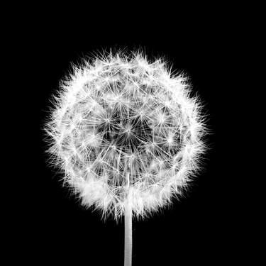 Dandelion: symbol of hope and resilience - Limited Edition of 9 thumb