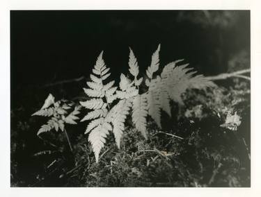 Original Black & White Botanic Photography by Germano Serafini