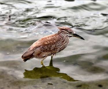 Bird in the lagoon thumb