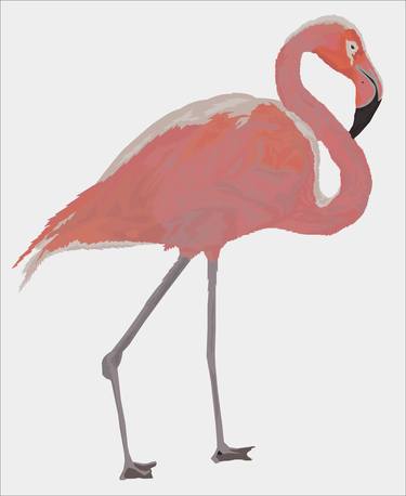 Flamingo . thumb