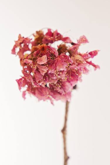 Print of Floral Photography by Carla Ottonello