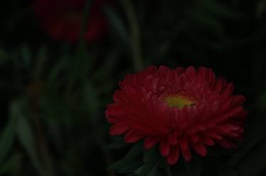 Flower in the dark thumb
