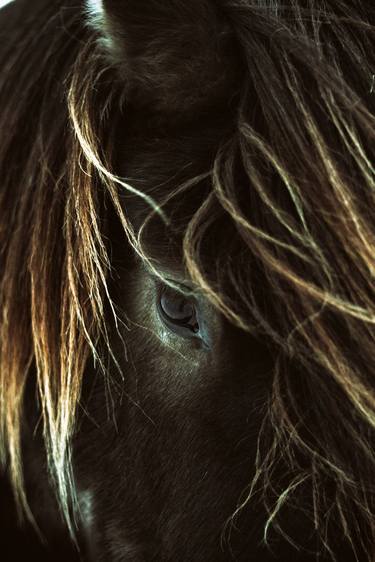 Original Portraiture Horse Photography by Varvara Povarova