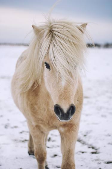 Original Documentary Horse Photography by Varvara Povarova