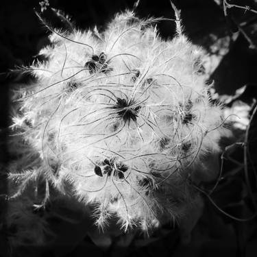 Print of Abstract Still Life Photography by Pierre Ricci