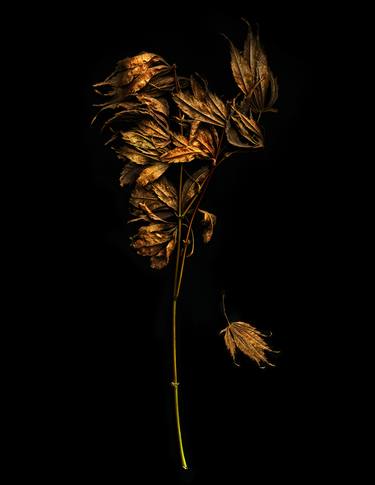 Original Conceptual Floral Photography by Lisa Folino