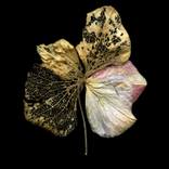 The Four Seasons - Limited Edition of 15 by Lisa Folino