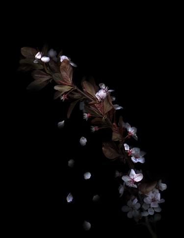 Original Abstract Expressionism Botanic Photography by Lisa Folino