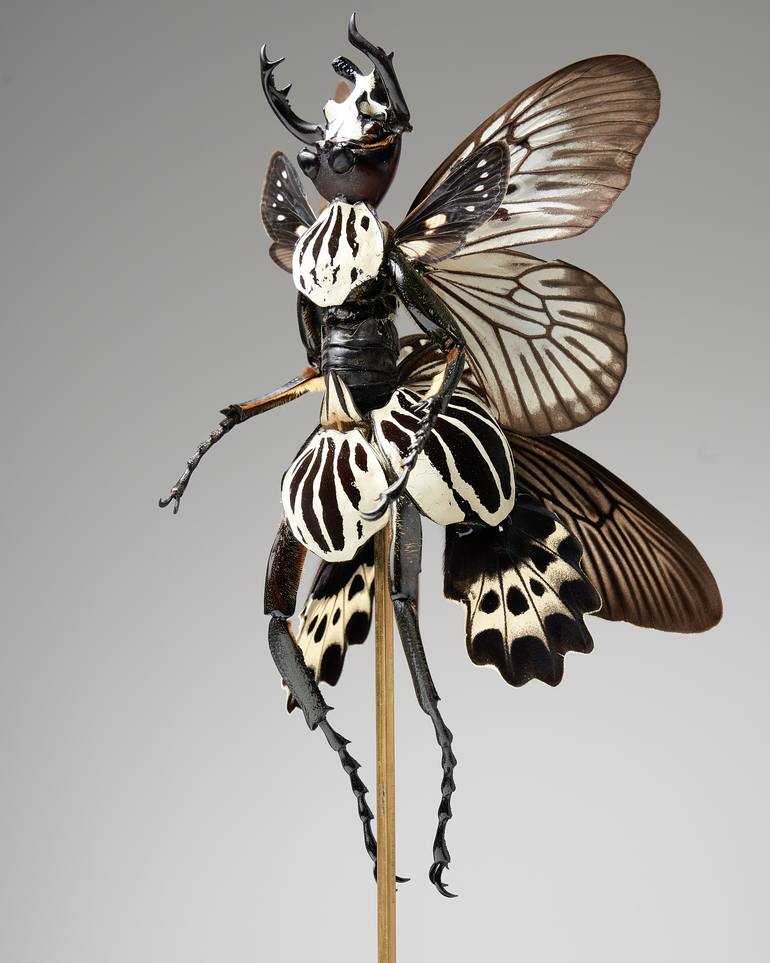 Original Surrealism Other Sculpture by Cedric Laquieze