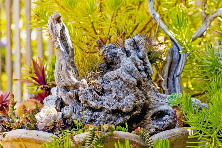 Original Digital Art Botanic Photography by Amelia Painter