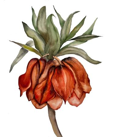 Print of Botanic Drawings by Natalia Yangalycheva