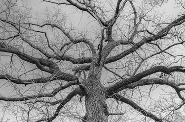 Print of Documentary Tree Photography by Alla Snigur