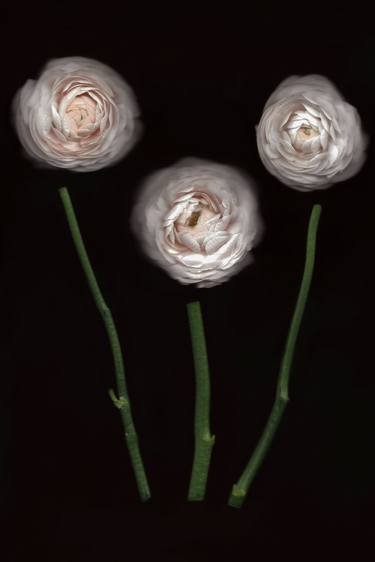 Ranunculus thumb