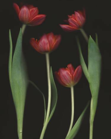 Original Floral Photography by AS Anastasia