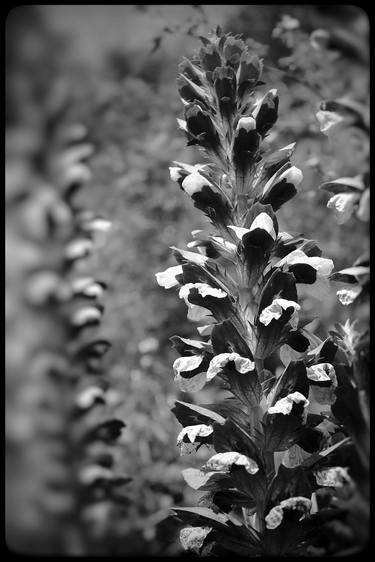 Black and white vertical flower thumb