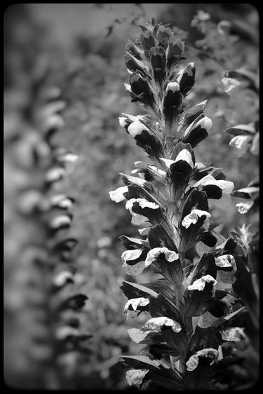 Copy of Black and white vertical flower thumb