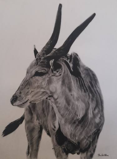 Original Realism Animal Drawings by Thembalami Ndlovu