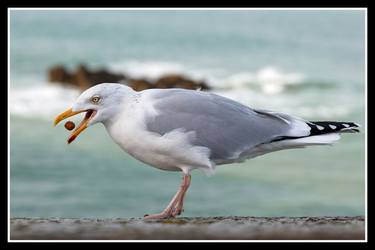 Print of Figurative Animal Photography by Michel Gonzalez