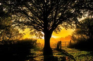 Print of Garden Photography by Michel Gonzalez