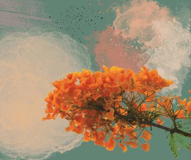 Royal Poinciana “El Flamboyan” thumb