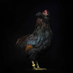 Collection Animal Portfolio by Robby Cyron