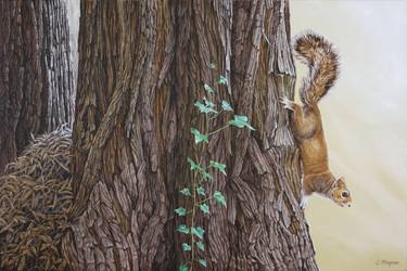 Squirrel, Redwoods thumb