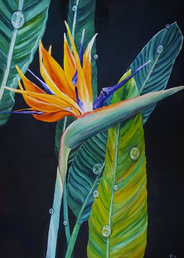 Strelitzia Royal thumb