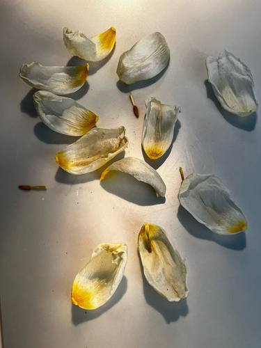 Original Still Life Photography by Linda Khatri