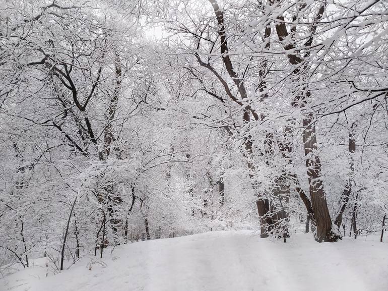 Central Park in Manhattan Photography by Tanja Momcilovic | Saatchi Art