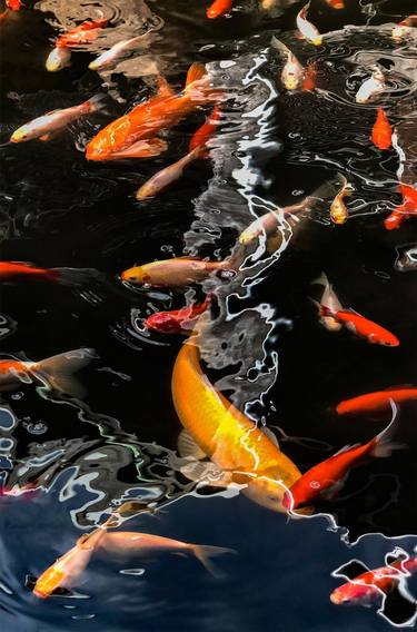 Print of Abstract Fish Photography by Jane Emma