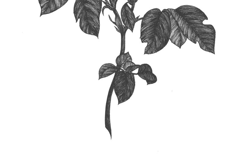 Original Illustration Floral Drawing by Nahyun Kim