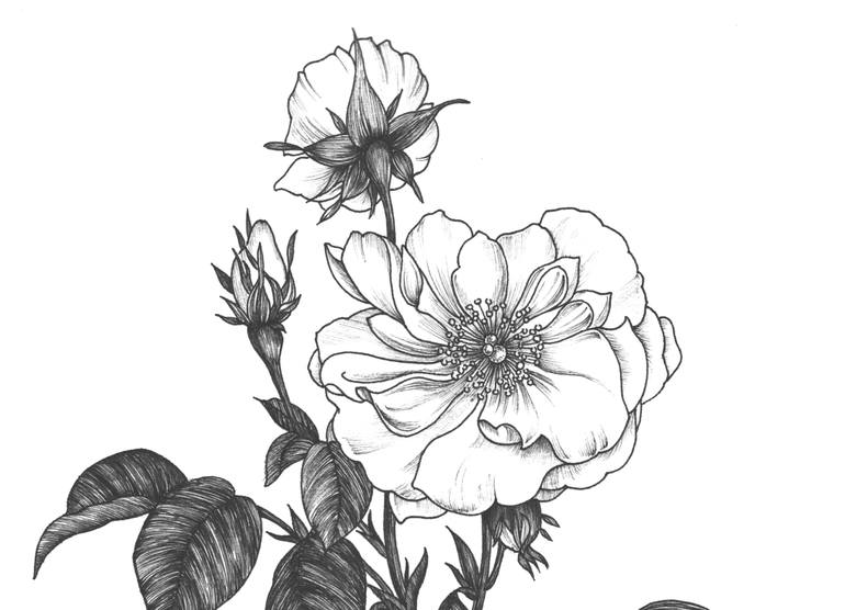 Original Illustration Floral Drawing by Nahyun Kim