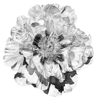 Print of Fine Art Floral Drawings by Nahyun Kim