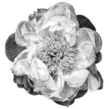 A peony hand drawn with pen and ink thumb
