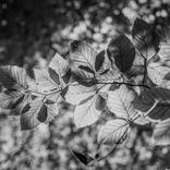 Autumn leaves by Agustin Izquierdo