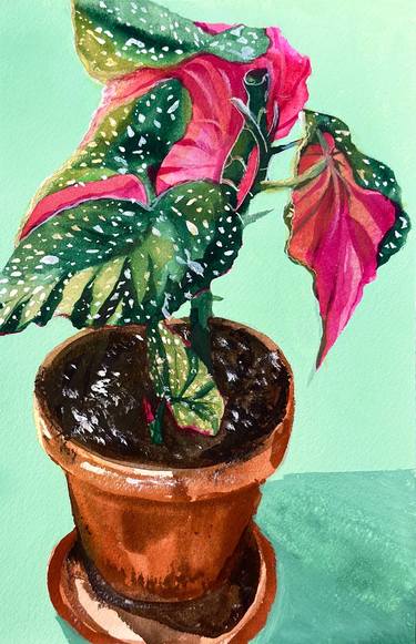 Polka Dot Princess Begonia Study no 2 thumb