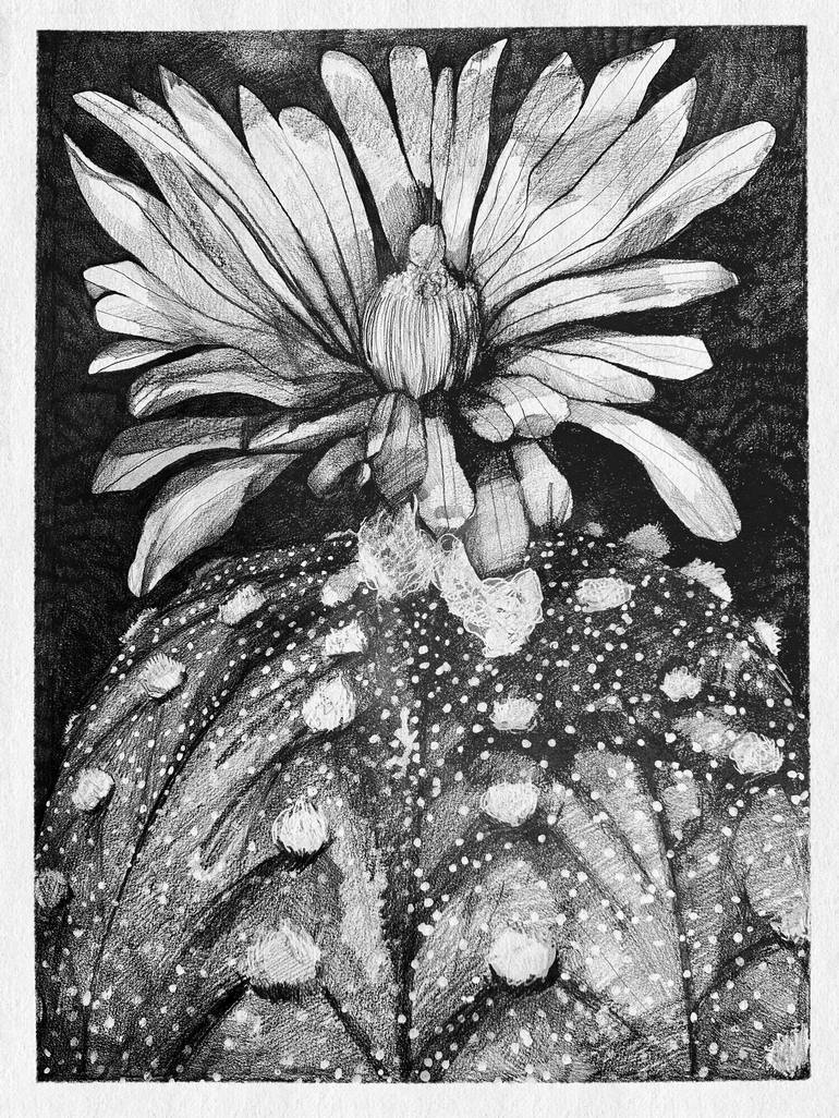 Star Peyote / Sand Dollar Cactus Drawing by MALA HORA | Saatchi Art