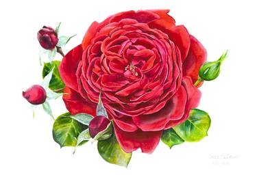 Watercolour Red rose thumb