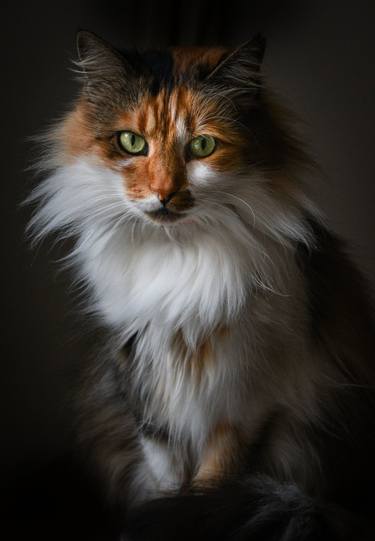 Original Portraiture Cats Photography by Darko Cvetanoski