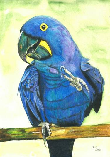 RL Art NZ - Hyacinth Macaw Parrot Saying Hellor thumb