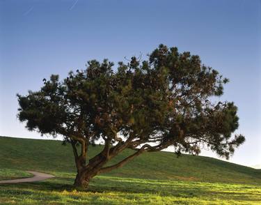 Windblown Tree thumb