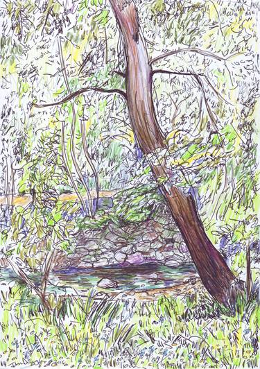 Print of Documentary Tree Drawings by John Douglas