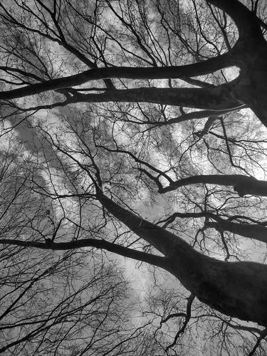 Original Tree Photography by John Douglas