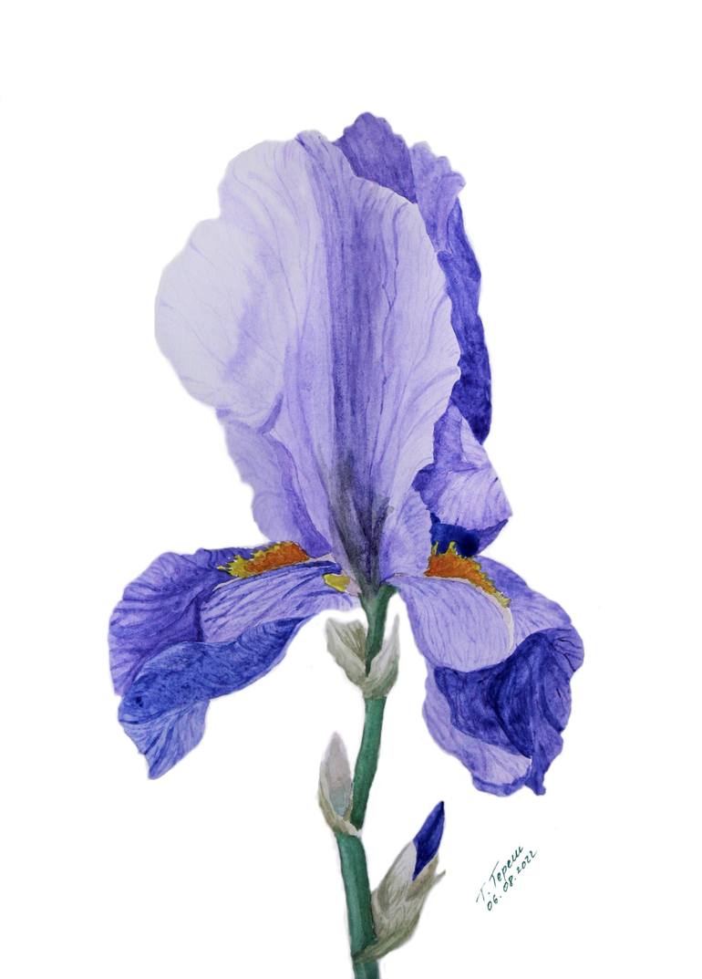 Iris Painting by Tetiana Teresh | Saatchi Art