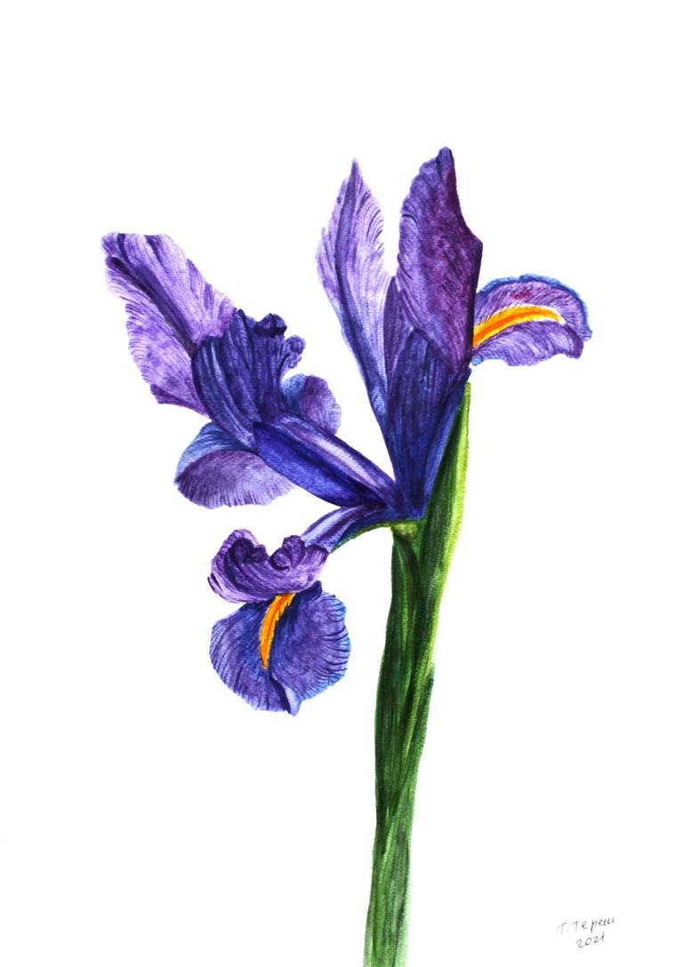 Iris Painting by Tetiana Teresh | Saatchi Art