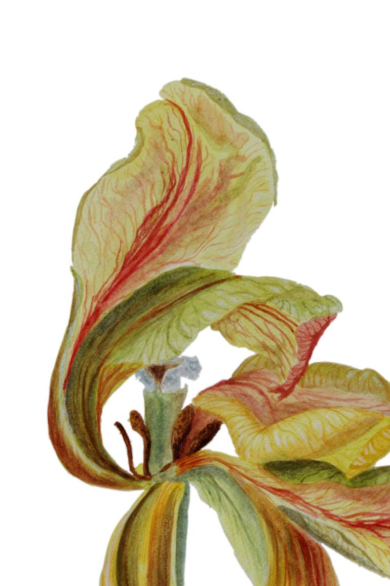 Original Illustration Floral Painting by Tetiana Teresh